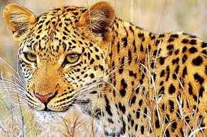Mkhuze Game Reserve